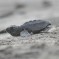 Liberan tortugas en el Abierto Mexicano de Surf