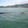 Ballenas en la Bahìa de Acapulco