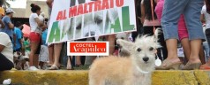 Silvia Pasquel defiende los derechos de los animales